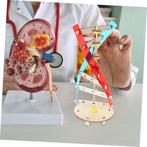 GARIOUANS DNA Modell Bausatz Holz DIY Wissenschaftliches Lernspielzeug für Doppelhelix Struktur zum Basteln und Forschen Fördert Feinmotorik und Naturwissenschaftliches Verständnis GARIOUANS DNA Modell Bausatz Holz DIY Wissenschaftliches Lernspielzeug für Doppelhelix Struktur zum Basteln und Forschen Fördert Feinmotorik und Naturwissenschaftliches Verständnis von GARIOUANS