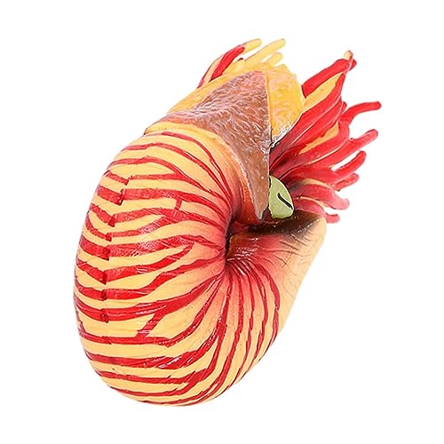 GARIOUANS Nautilus Modell Kunststoff Deko Realistisches Meerestier für Wissenschaftsmodell und Dekorative Figur für Aquarien und Bildungszwecke GARIOUANS Nautilus Modell Kunststoff Deko Realistisches Meerestier für Wissenschaftsmodell und Dekorative Figur für Aquarien und Bildungszwecke von GARIOUANS