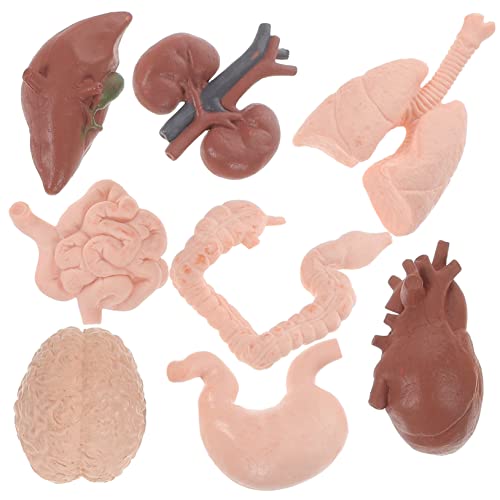 8Stücke Teiliges Organmodell Realistisches Lehrinstrument für Menschliche für Medizinische Einrichtungen von GARVALON