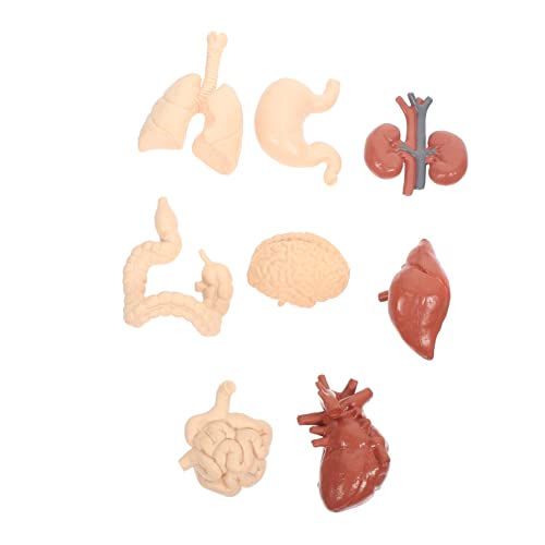 GARVALON 1 Satz Menschliche Organe Modell Lernspielzeug Für Kinder Realistische Anatomie Lehrmittel Pädagogisches Spielzeug Für Schulen GARVALON 1 Satz Menschliche Organe Modell Lernspielzeug Für Kinder Realistische Anatomie Lehrmittel Pädagogisches Spielzeug Für Schulen von GARVALON