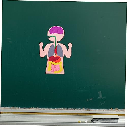 GARVALON 3 Sätze Kognitive Organe Lernspielzeug DIY Menschliches Körpermodell Vliesstoff Pädagogisches Bastelset Kreativität Feinmotorik und Eltern Junge Mädchen Interaktion GARVALON 3 Sätze Kognitive Organe Lernspielzeug DIY Menschliches Körpermodell Vliesstoff Pädagogisches Bastelset Kreativität Feinmotorik und Eltern Junge Mädchen Interaktion von GARVALON