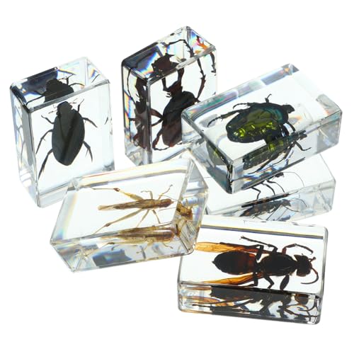 GARVALON 6 Stück Insektenexemplar Insektenornament Insektensammlung Insekten In Harz Briefbeschwerer Konserviertes Insektenharz Insektenverzierung Harz Konserviertes Insekt von GARVALON