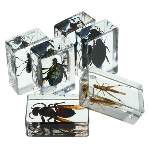 GARVALON Insektenproben Aus Kunstharz Insektenfiguren Für Sammlung Lehrmaterial Für Naturwissenschaften GARVALON Insektenproben Aus Kunstharz Insektenfiguren Für Sammlung Lehrmaterial Für Naturwissenschaften von GARVALON