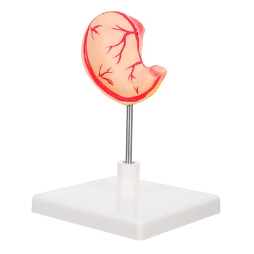 GARVALON Professionelles Magenmodell aus Robustem Material Präzise Anatomische Darstellung für Medizinische Ausbildung und Forschung Leicht Montierbar für Effektive Lehrdemonstrationen von GARVALON