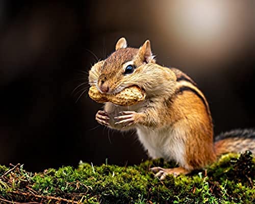 1000 Piece Jigsaw for Adult Kid Chipmunk Eating Challenging Jigsaw Games for Adults,for Birthday Thanksgiving50x70cm Gi175 von GDFWB