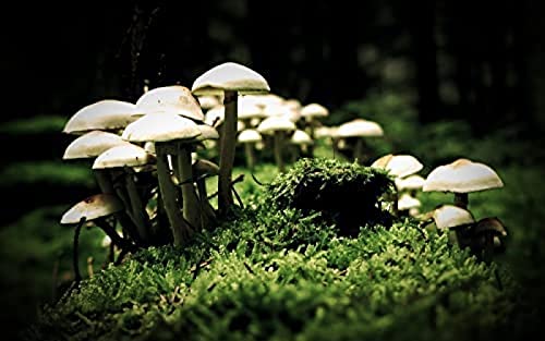 1000 Piece Jigsaw for Adult Kid Mushroom Challenging Jigsaw Games for Adults,Kids Educational Game Toys Home Travel26x38cm Gi157 1000 Piece Jigsaw for Adult Kid Mushroom Challenging Jigsaw Games for Adults,Kids Educational Game Toys Home Travel26x38cm Gi157 von GDFWB