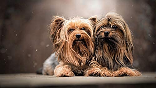 1000 Pieces Jigsaw for Adults Puzzles Yorkshire Terrier Brain Challenge Puzzle for Kids Educational Games,Kids Educational Game Toys Home Travel50x70cm Gi186 1000 Pieces Jigsaw for Adults Puzzles Yorkshire Terrier Brain Challenge Puzzle for Kids Educational Games,Kids Educational Game Toys Home Travel50x70cm Gi186 von GDFWB