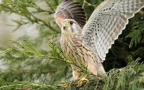 2000 Piece Jigsaw for Adult Kid Kestrel on The Tree Challenging Jigsaw Games for Adults,Kids Educational Game Toys Home Travel70x100cm Gi198 2000 Piece Jigsaw for Adult Kid Kestrel on The Tree Challenging Jigsaw Games for Adults,Kids Educational Game Toys Home Travel70x100cm Gi198 von GDFWB