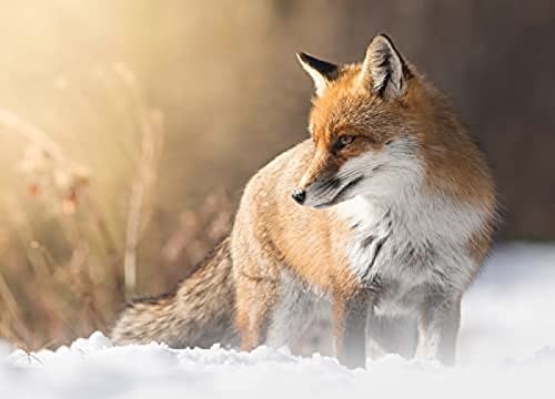 2000 Piece Jigsaw for Adult Kid Snow Fox Challenging Jigsaw Games for Adults,Kids Educational Game Toys Home Travel70x100cm Gi153 2000 Piece Jigsaw for Adult Kid Snow Fox Challenging Jigsaw Games for Adults,Kids Educational Game Toys Home Travel70x100cm Gi153 von GDFWB