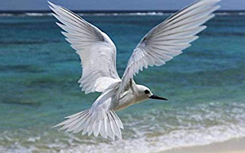 Adult 2000-Piece Jigsaw Puzzles Paper Sea White Bird Adults and Kids Toys Games Puzzle 70x100cm Gi297 Adult 2000-Piece Jigsaw Puzzles Paper Sea White Bird Adults and Kids Toys Games Puzzle 70x100cm Gi297 von GDFWB