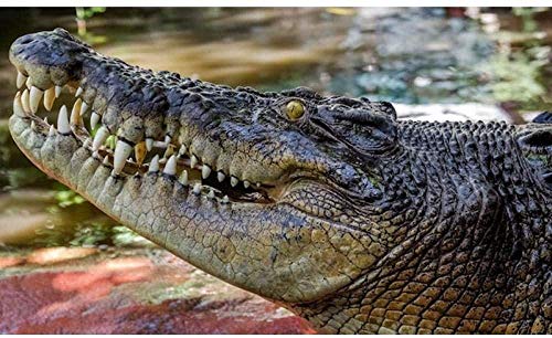 Classic Puzzles Creative Puzzle 2000 Pieces, Adult Decompression Toys Puzzle, Diyword Game Toysanimal Crocodile 70x100cm Gi074 von GDFWB