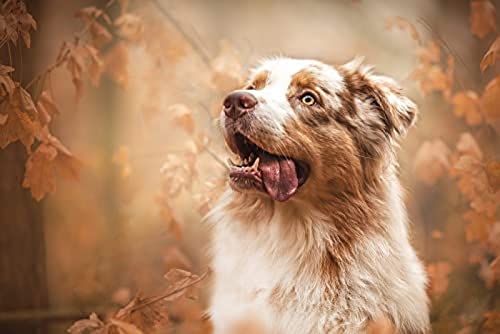 Jigsaw 2000 Piece Australian Shepherd at Dusk Puzzles Impossible Jigsaw for Adults and Kids,Perfect for Kids Educational Game Entertainment Gift.70x100cm Gi239 Jigsaw 2000 Piece Australian Shepherd at Dusk Puzzles Impossible Jigsaw for Adults and Kids,Perfect for Kids Educational Game Entertainment Gift.70x100cm Gi239 von GDFWB