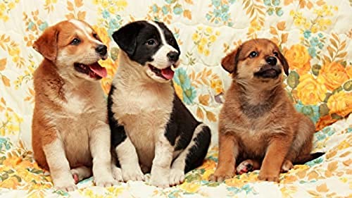 Jigsaw 2000 Piece Cute Dog Puzzles Impossible Jigsaw for Adults and Kids,Recommended for Adults and Children to Interact,DIY Game Gift70x100cm Gi169 Jigsaw 2000 Piece Cute Dog Puzzles Impossible Jigsaw for Adults and Kids,Recommended for Adults and Children to Interact,DIY Game Gift70x100cm Gi169 von GDFWB