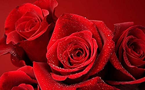 Jigsaw 2000 Piece Red Rose Puzzles Impossible Jigsaw for Adults and Kids,Recommended for Adults and Children to Interact,DIY Game Gift70x100cm Gi015 Jigsaw 2000 Piece Red Rose Puzzles Impossible Jigsaw for Adults and Kids,Recommended for Adults and Children to Interact,DIY Game Gift70x100cm Gi015 von GDFWB
