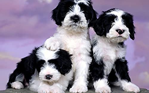 Jigsaw 2000 Piece Three Puppies Puzzles Impossible Jigsaw for Adults and Kids,Perfect for Kids Educational Game Entertainment Gift.70x100cm Gi205 Jigsaw 2000 Piece Three Puppies Puzzles Impossible Jigsaw for Adults and Kids,Perfect for Kids Educational Game Entertainment Gift.70x100cm Gi205 von GDFWB
