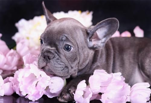 Jigsaw Puzzles 2000 Pieces Animal Dog Poster Puzzles Educational Toy for Adults Kn228 70x100cm Jigsaw Puzzles 2000 Pieces Animal Dog Poster Puzzles Educational Toy for Adults Kn228 70x100cm von GDFWB