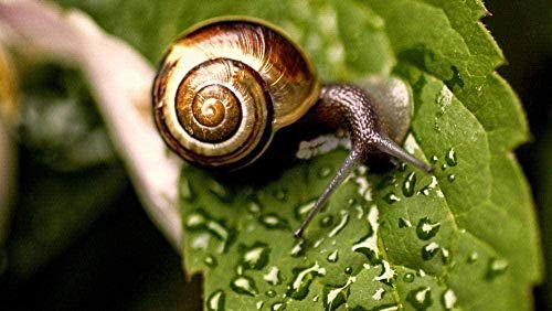 Jigsaws Puzzles 2000 Pieces for Adults, Paper Decompression Puzzle-Snail on Tree Leaf-DIY Puzzlesword Game Toys70x100cm Gi335 Jigsaws Puzzles 2000 Pieces for Adults, Paper Decompression Puzzle-Snail on Tree Leaf-DIY Puzzlesword Game Toys70x100cm Gi335 von GDFWB