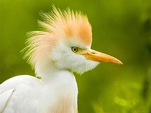 Paper Jigsaw Puzzle 2000 Piece Cattle Egret Florida Home Decorations and70x100cm Gi449 Paper Jigsaw Puzzle 2000 Piece Cattle Egret Florida Home Decorations and70x100cm Gi449 von GDFWB