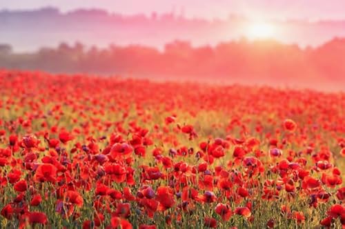 Puzzles 1000 Pieces Sunset Red Flowers Posters for Adults Family Games Educational Toys Kn476 38x52cm Puzzles 1000 Pieces Sunset Red Flowers Posters for Adults Family Games Educational Toys Kn476 38x52cm von GDFWB