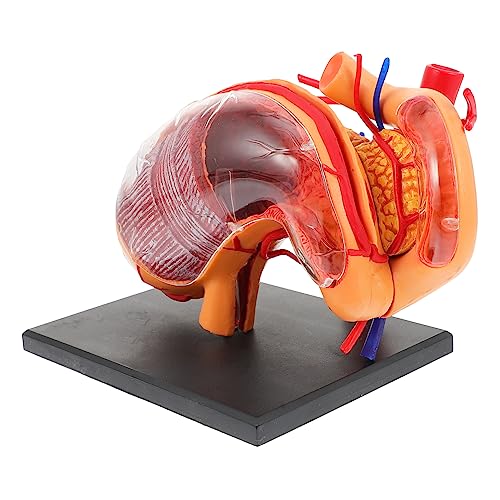 GETAJGHSD 1 Stück Anatomisches Modell Des Menschlichen für Geeignet für Schulen und Bildungsinstitutionen und Funktion Des Menschlichen zu Erklären GETAJGHSD 1 Stück Anatomisches Modell Des Menschlichen für Geeignet für Schulen und Bildungsinstitutionen und Funktion Des Menschlichen zu Erklären von GETAJGHSD