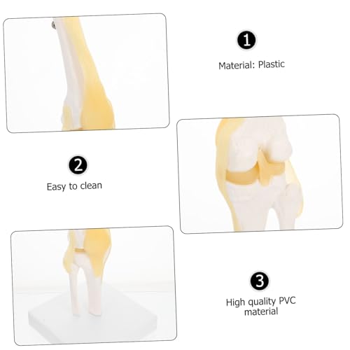 GETAJGHSD Bändern Anatomisches PVC Kniegelenk Sockel Detailliertes Skelettmodell für Medizinische Lehre und Anatomisches Studium Robust und Leicht zu Reinigen von GETAJGHSD