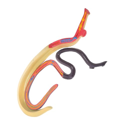 GETAJGHSD Lehrmittel Für Das Schistosomia Modell, Tieranatomisches Modell, Tierlehrmodell, Tieranatomiemodell, Schistosoma Modell, Tieranatomiemodell, Tieranatomisches Modell, Organmodell von GETAJGHSD