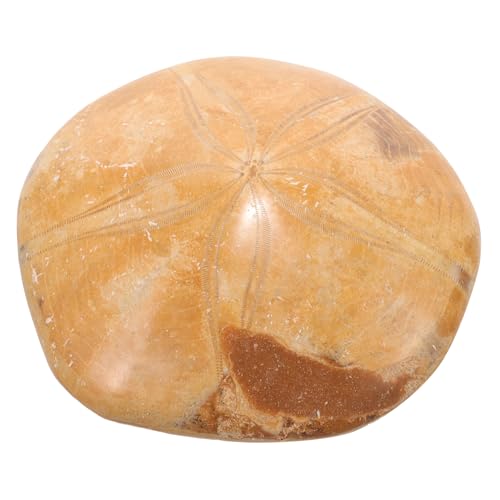 GETAJGHSD Naturliches Seestern Specimen für Bildungszwecke Dekoratives für Zuhause für Sammler und Lehrzwecke aus Sicheren Materialien Gefertigt Langlebig und Praktisch GETAJGHSD Naturliches Seestern Specimen für Bildungszwecke Dekoratives für Zuhause für Sammler und Lehrzwecke aus Sicheren Materialien Gefertigt Langlebig und Praktisch von GETAJGHSD