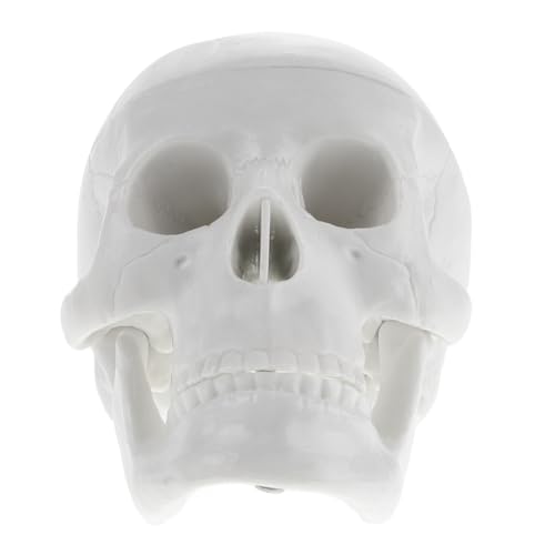 GETAJGHSD Halloween Skelett Schädel Requisiten Realistische Mini Schädel Modell Menschlichen Anatomie Schädel Für Künstler Decor GETAJGHSD Halloween Skelett Schädel Requisiten Realistische Mini Schädel Modell Menschlichen Anatomie Schädel Für Künstler Decor von GETAJGHSD