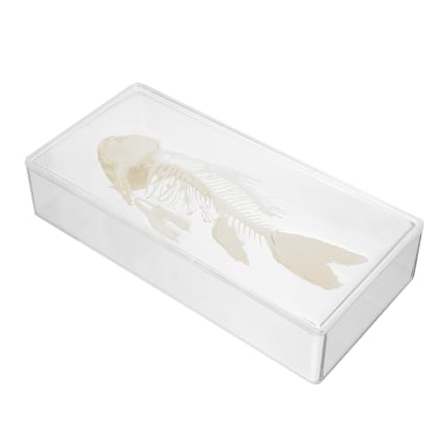 GETAJGHSD Süßwasserfischskelett Exemplar, Fischgräten Dekoration, Fischgräten Exemplar, Kleine Fischgräten Statue, Fischskelett Skulptur, Simulations Fischskelett Modell, Lebensechtes GETAJGHSD Süßwasserfischskelett Exemplar, Fischgräten Dekoration, Fischgräten Exemplar, Kleine Fischgräten Statue, Fischskelett Skulptur, Simulations Fischskelett Modell, Lebensechtes von GETAJGHSD