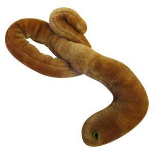 Giant Microbes - Ebola (Ebola Virus) Educational Plush Toy by GIANTmicrobes [Spielzeug] von GIANTmicrobes