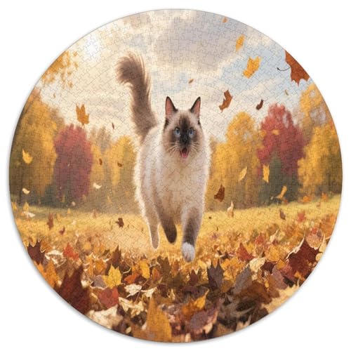Maine Coon 1000 Teile Circular Puzzles Stressabbau-Spielzeugfür Erwachsene Kinder Schwieriges Unmögliches Für Stressfreisetzung Spielzeug Geschenke Für Mama, 1000pcs (67.5x67.5cm) von GKWEQPQWK