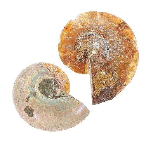 GLEAVI 1 Satz Ammonit- -marke Versteinert Erwachsene Paläontologie Ornamente Exemplare Fossilien Bürodeko Wohnraumdeko Kalanchoe Pädagogisches Modell 2 Stück von GLEAVI