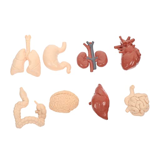 GLEAVI 1 Satz Menschliches inneres Organmodell Unterrichtsmaterialien für die Schule menschliches Lehrmittel Spielzeuge Modelle Organe Spielzeug Lehrstütze menschlicher Körper Requisiten von GLEAVI