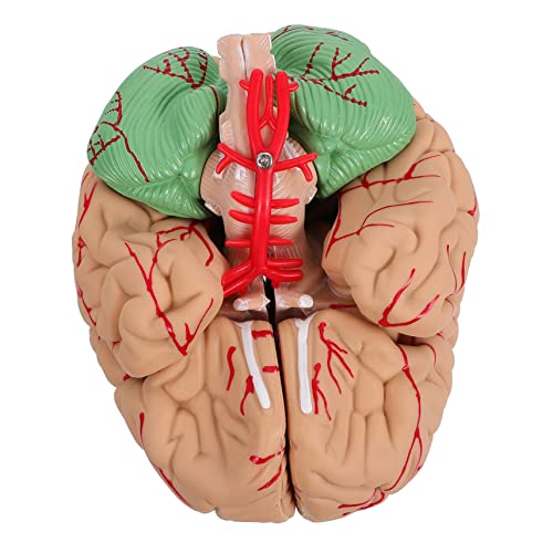 1 Stk Gehirnmodell Modelle Mann-gehirn-modell Einzigartig Pvc von GLEAVI