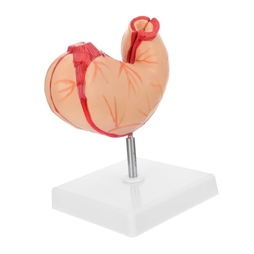 GLEAVI 1 Stück Natürliches Big-bauch-modell Lehrmittel Biologisches Anatomisches Modell Des Magens Realistisch Anatomiemodell Magenmodell Organ Skelett Lehre Anatomisches Modell Plastik von GLEAVI