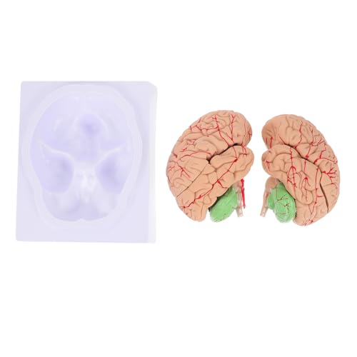 GLEAVI 1 Stück Neuronales Lehrmodell Gehirnmodell Anatomiemodell Modell Des Menschlichen Gehirns Anatomie Schädelarterienmodell Mann Blutgefäßmodell Anatomisches Modell Pvc von GLEAVI