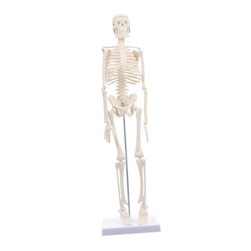 GLEAVI Schädelmodell Für Anatomie 45cm Menschliches Skelett Zerlegt Gliedmaßen Für von GLEAVI