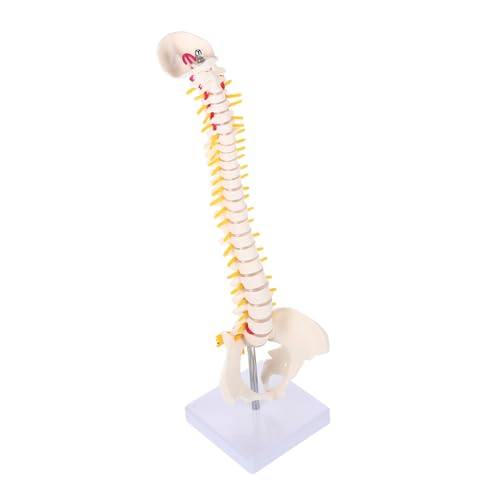 GLEAVI 1 Stück Wirbelsäulenmodell Rückenmodell Skelettmodell Wirbelsäule Forschungsmodell Anatomische Angelegenheiten simulieren üben Arm Steißbein-Anatomie-Modell Anatomiemodell PVC Weiß von GLEAVI