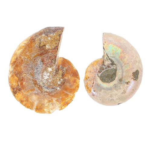 GLEAVI 10 Sätze Ammonit- -marke Paläontologie Erwachsene Exemplare Versteinert Ornamente Simulationsmodell Pädagogisches Ammonitenschmuck Modell 2 Stück * 10 von GLEAVI