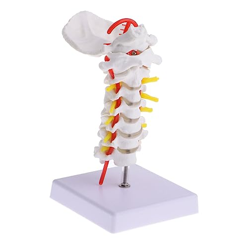 1Stk Halswirbelsäule mit Halsschlagader Spinal nerven modell Rückenmark modell Medizinische modell Becken modell miniatures Wirbelsäulenmodell Erwachsener Bandscheiben Mann PVC von GLEAVI