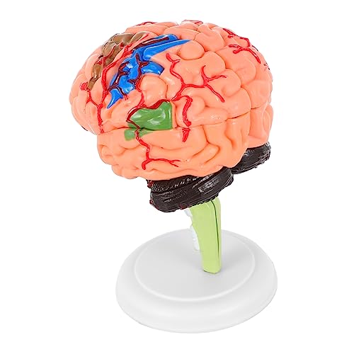 GLEAVI 1stk Experimentelle Lehrmedizin Männchen Körper Gehirnlehrmodell Modell Des Menschlichen Gehirns Anatomisches Modell Des Gehirns Gehirnmodelle Puppe 3d Pvc Medizinisch Puzzle von GLEAVI