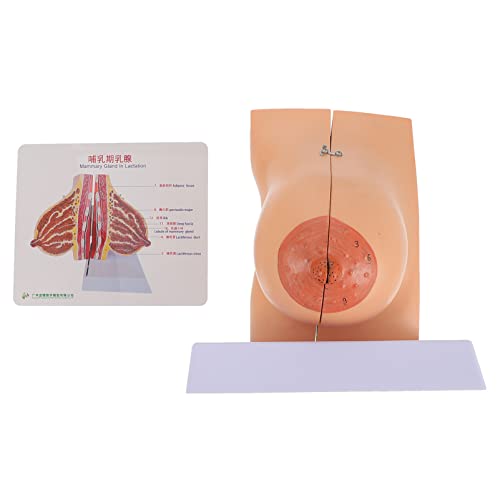 GLEAVI 1stk Modell Der Brustanatomie Anatomisches Modell Der Menschlichen Brust Brustmodell Anatomisches Modell Der Frauenbrust Puppe Brustlehrmodell Männchen Pvc Stillen Büro Muttermilch von GLEAVI