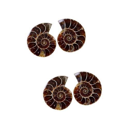GLEAVI 2 Sätze Ammonit- -marke Exemplare Paläontologie Versteinert Ornamente Erwachsene Desktop-ornament Pädagogisches Schmuck Schüler Unterrichten Modell 2 Stück * 2 von GLEAVI