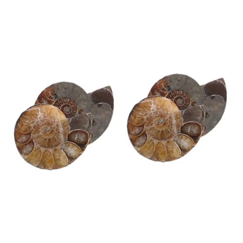 GLEAVI 2 Sätze Fossile Muschel Edelstein Anhänger Schneckenfossil Anhänger Ammonit Wissenschaftliches Exemplar Modelle Zum Spaß Modelle Zum Lernen Natürliches Muschelfossil 2 Stück * 2 GLEAVI 2 Sätze Fossile Muschel Edelstein Anhänger Schneckenfossil Anhänger Ammonit Wissenschaftliches Exemplar Modelle Zum Spaß Modelle Zum Lernen Natürliches Muschelfossil 2 Stück * 2 von GLEAVI