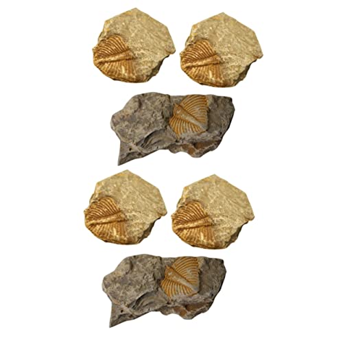 GLEAVI 2 Sätze Trilobiten- Exemplare Bausatz Gecko-pflanzen Mit Haube Dinosaurier Kork Log Edelstein Gliederfüßer Trilobit Schildkrötenhaus Zubehör Für Reptilien 3 Stück * 2 von GLEAVI