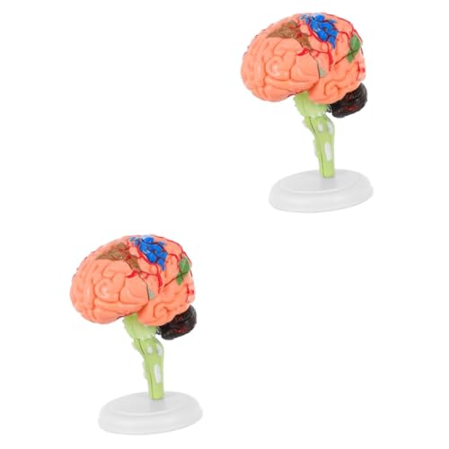 GLEAVI 2 Stk Experimentelle Lehrmedizin Gehirnspielzeug Menschlich Männchen Körper Gehirnlehrmodell Anatomisches Modell Des Gehirns Wissenschaftliches Gehirnmodell Puzzle 4d Pvc Modul von GLEAVI