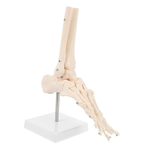 GLEAVI 2 Stk Fuß Anatomie Fußknochenmodell aus Kunststoff Anatomisches PVC-Modell Fuß-Knöchel-Modell Modelle PVC-Fußknochenmodell Fußgelenkmodell Füße Fußmodell Unterrichtsmaterialien von GLEAVI