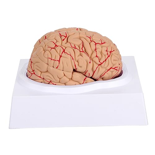 2 Stk Gehirnmodell Modell der Gehirnanatomie Puppe menschliches Gehirn anatomisches Kopfmodell Männchen Mannequin Modelle anatomisches Modell Mann-Gehirn-Modell einzigartig PVC von GLEAVI