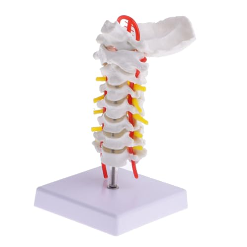 2 Stk Halswirbelsäule mit Halsschlagader Biologie zervikales Modell menschliche Anatomie Modelle Modell der Halsschlagader Simulation Zwischenwirbelmodell menschlicher Körper Mann von GLEAVI