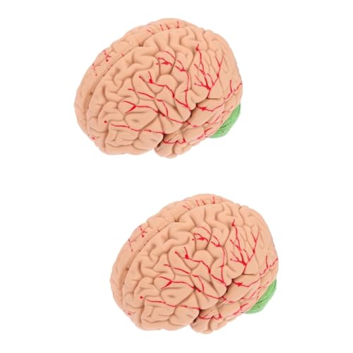 GLEAVI 2 Stk Modell der Gehirnanatomie Gehirnmodell Gehirn Lehrmodell Modell des menschlichen Gehirns Anatomisches Modell des Gehirns Modelle schaufensterpuppe Puzzle PVC von GLEAVI